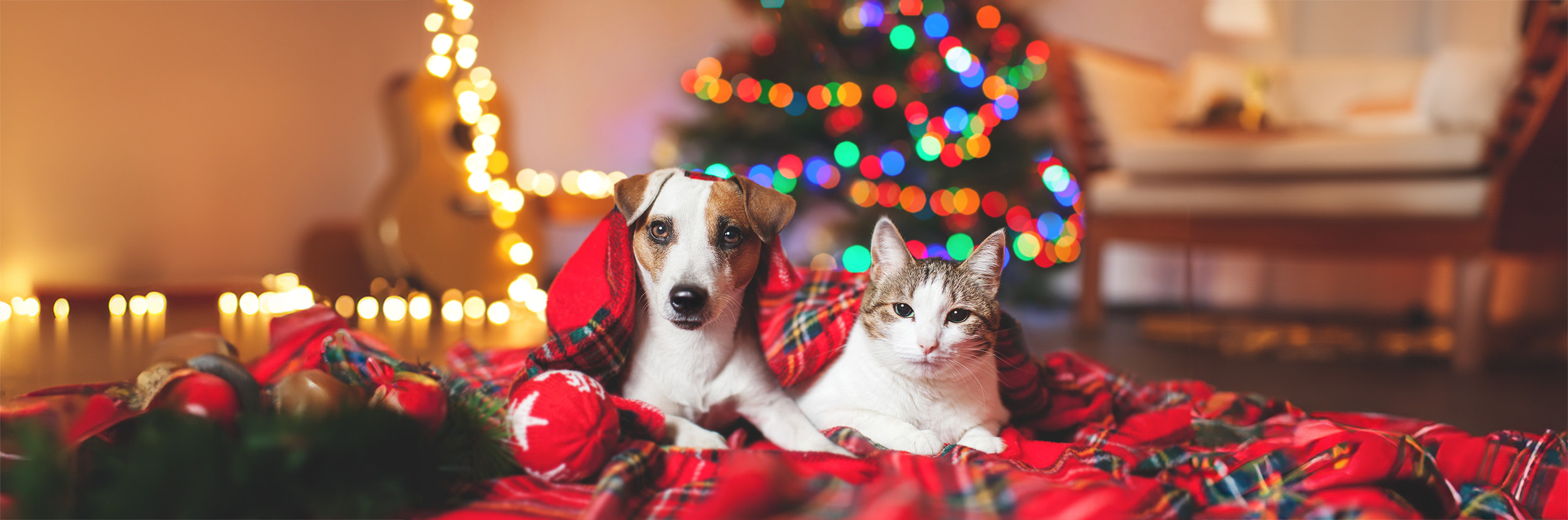 Hond wordt verzorgd door dierenarts